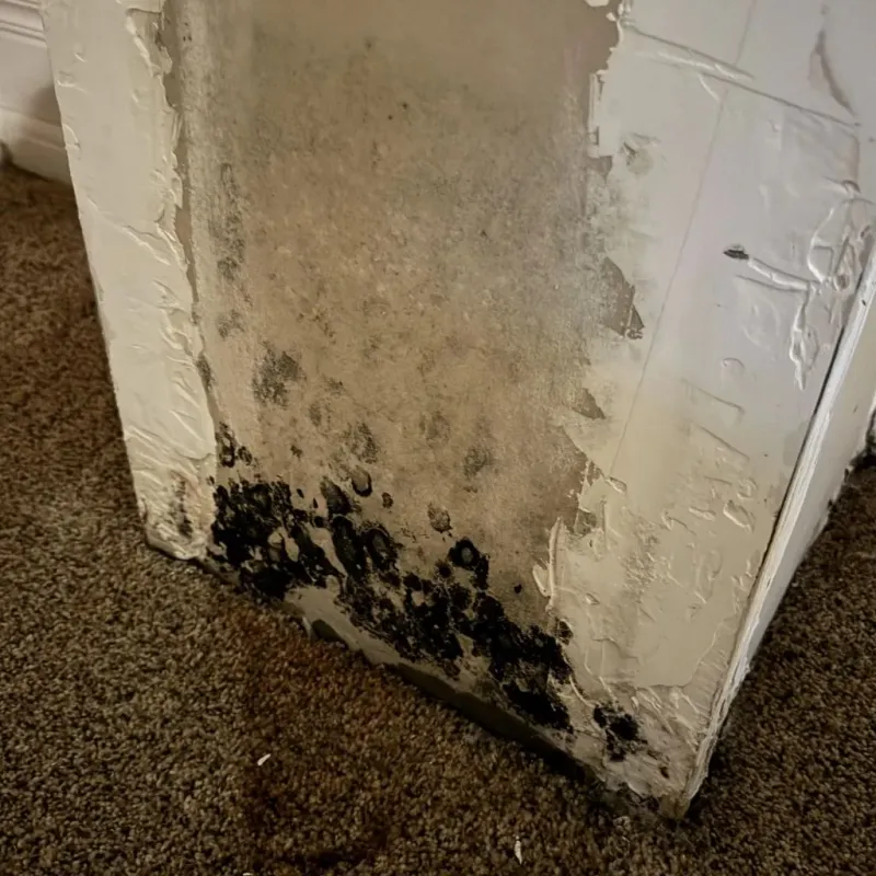 Professional Mold Removal in Elkins, WV